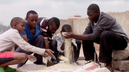 boys grains_s